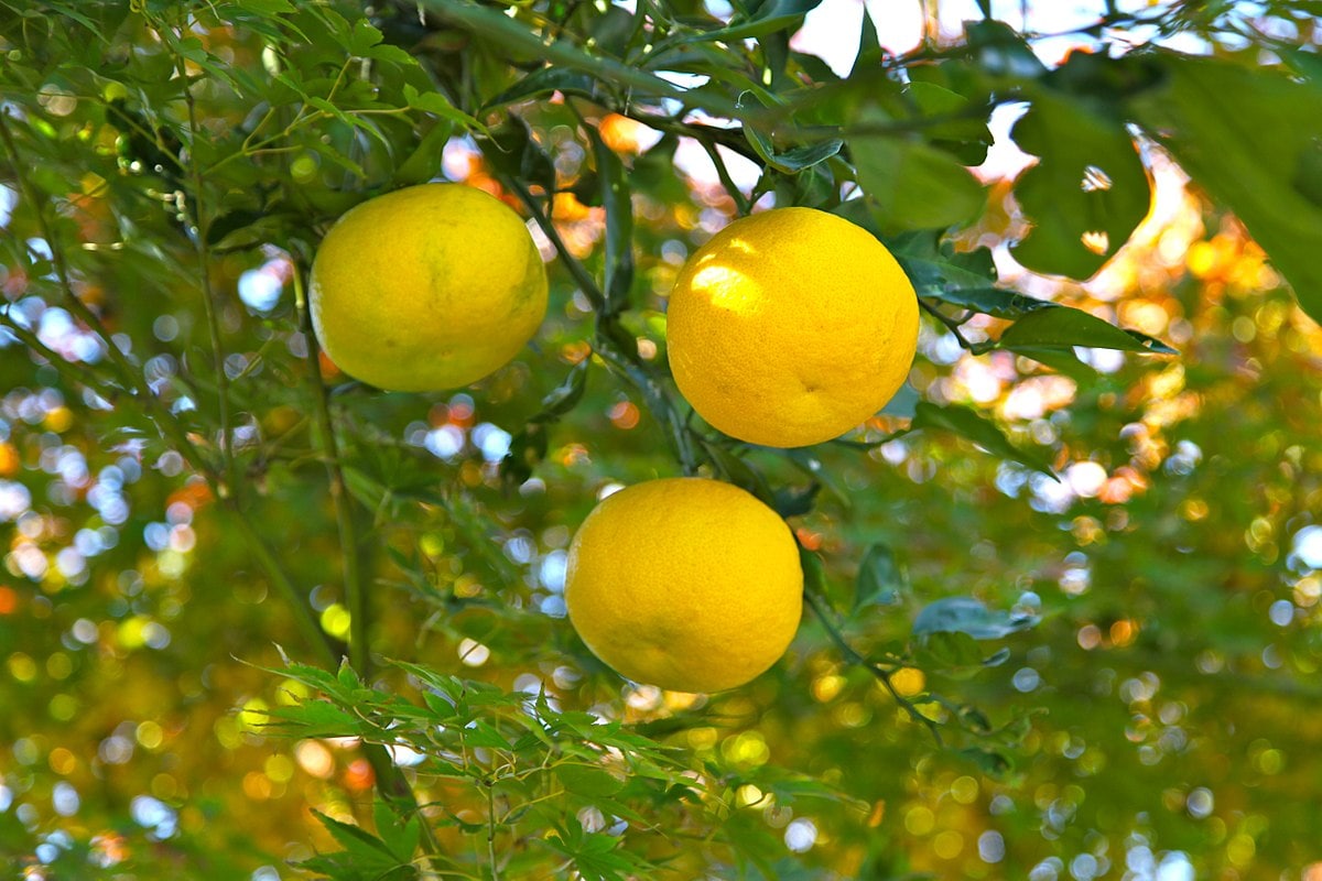 A fragrant citrus from Japan, prized for its floral aroma and unique tartness, often used in culinary and aromatic applications